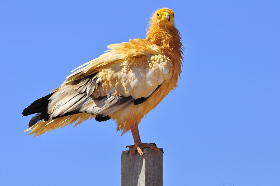 Egyptian Vulture