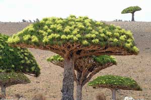 Dragon's blood tree blooming