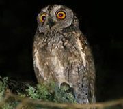 Socotra Scops Owl 180x160 1