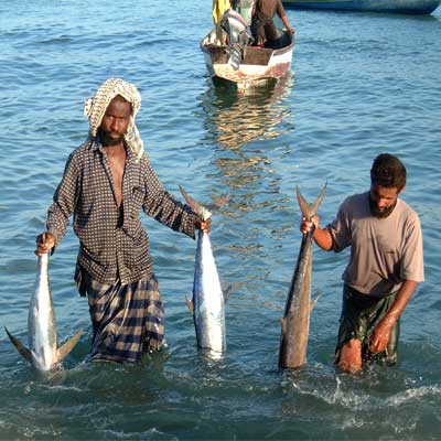 Socotra people Fish