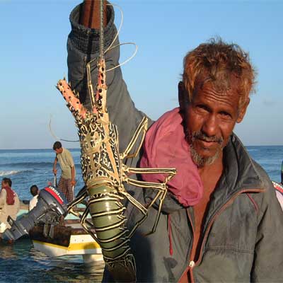 Socotra people Lobister