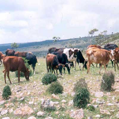 Socotra people economy herd of cows
