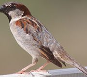 Socotra Abd Al Kuri Sparrow 180x160 1