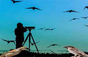 Socotra birdswatching tours 