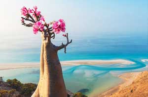 Socotra Island bottle tree