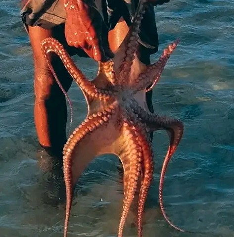 Socotra Sea Star